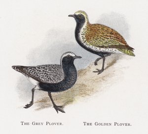 灰色の千鳥、黄金の千鳥 作： Alexander Francis Lydon